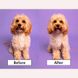 Щітка для розплутування шерсті собак та котів Pet Teezer - Mini Detangling & Grooming Lilac/Yellow
