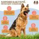Вітамінний комплекс з пробіотиком SuperFlora Probiotic Natural Dog Company, 90шт в банці