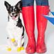 Гумове взуття-шкарпетки для собак PAWZ Жовтий 12шт розмір XXS (2.5-3.8см)