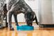 Outward Hound Миска-лабіринт для собак, бірюзова велика (27.5см x 6.5см)